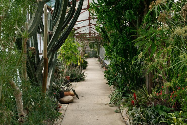 Foto gran invernadero de cactus de interior imagen
