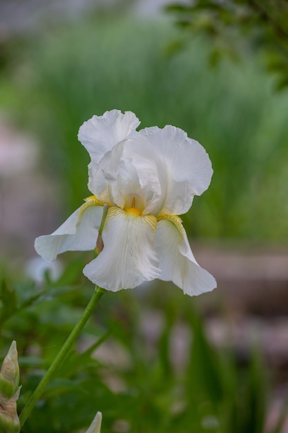 Un gran iris barbudo floreciente con pétalos blancos en una fotografía macro de un día soleado de verano