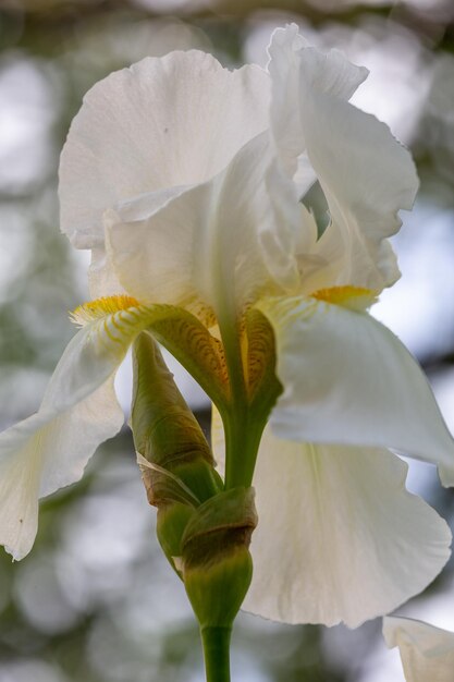 Un gran iris barbudo floreciente con pétalos blancos en una fotografía macro de un día soleado de verano