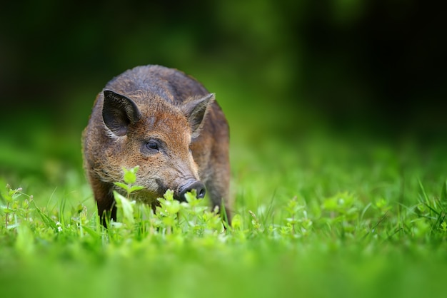 Gran jabalí. Verano en el bosque. Sus scrofa, bosque de verano