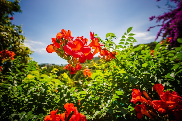 Gran jardín con flores de diferentes colores.