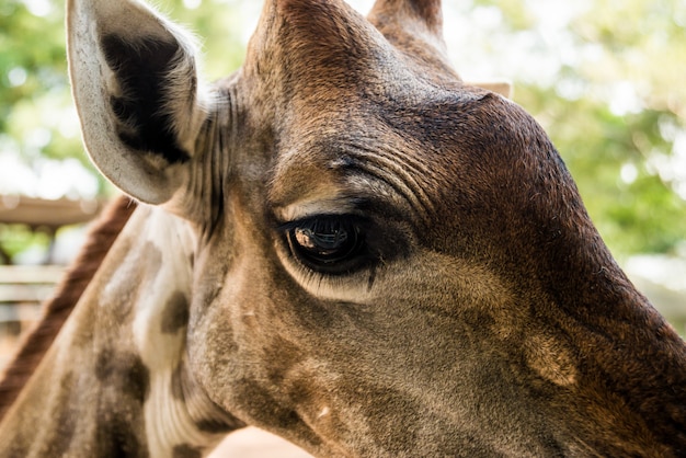 Una gran jirafa en el zoológico. Fondo animal