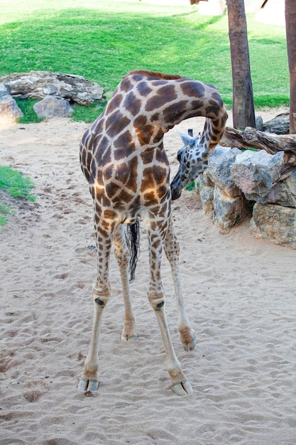 Gran jirafa en el zoológico