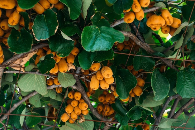 Gran kiwi marrón maduro cuelga de un árbol