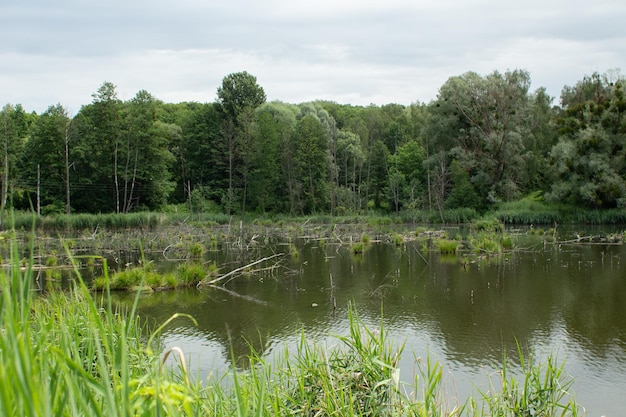 Gran lago en el bosque verde