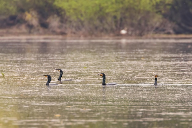Gran lago de natación de cormoranes (Phalacrocorax carbo)