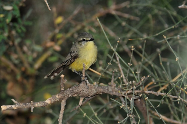 Gran Lavandera tirano Bosque Chaco Argentina