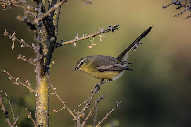 Gran lavandera tirano calden forestLa Pampa Argentina