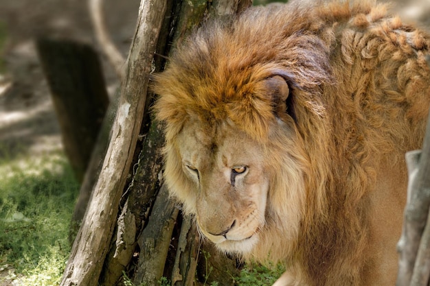 Gran león asomándose desde detrás de un árbol