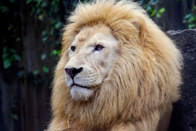 Gran león blanco macho