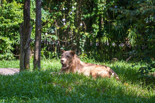 Un gran león blanco en la naturaleza Animales africanos salvajes