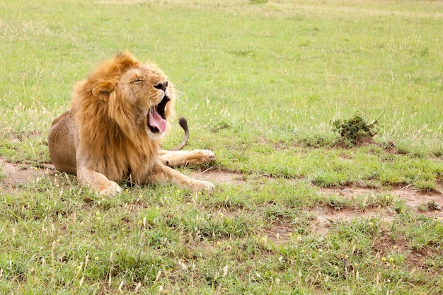 Un gran león bosteza tumbado en un prado con hierba