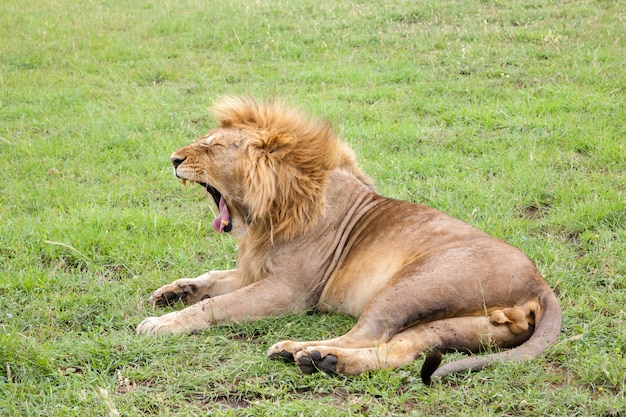 Gran león bosteza tumbado en un prado con hierba