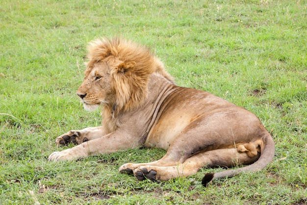 Gran león descansando en la hierba en el prado