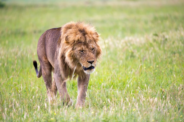 Un gran león macho está caminando en la sabana.