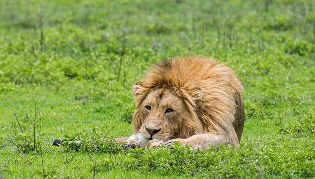 Gran León tirado en la hierba