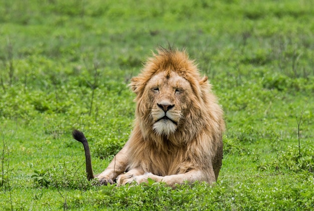 Gran León tirado en la hierba