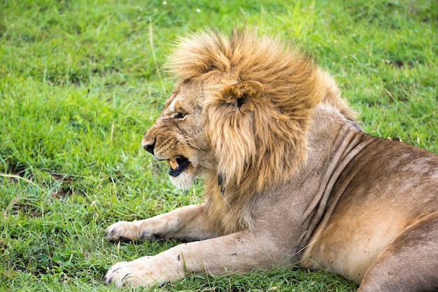 Un gran león yace en la hierba en medio del paisaje de una sabana en Kenia