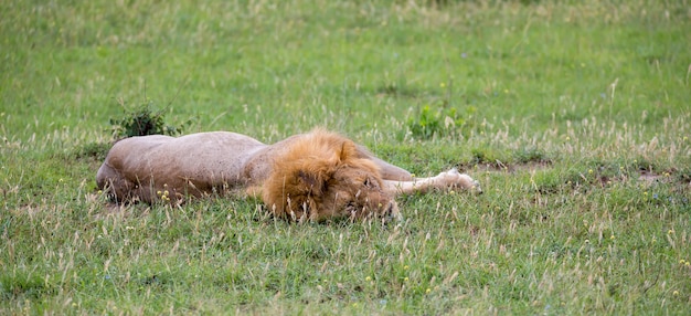 Un gran león yace en la hierba en la sabana de Kenia