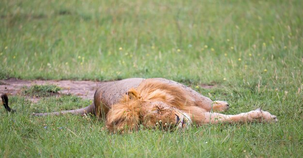 Un gran león yace en la hierba en la sabana de Kenia