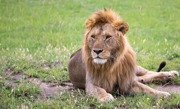 Un gran león yace en la hierba en la sabana de Kenia