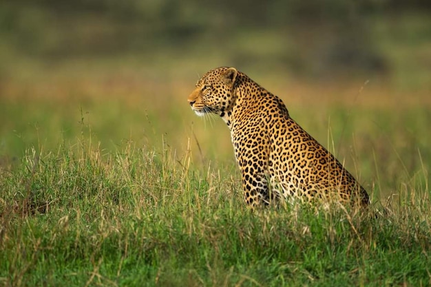 Un gran leopardo macho se sienta en la hierba alta de perfil. Tiene un pelaje con manchas negras y doradas.