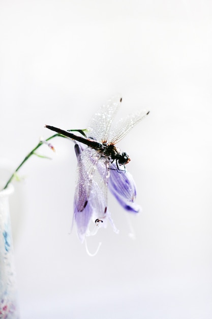 Una gran libélula se asienta sobre flores lilas sobre un fondo claro