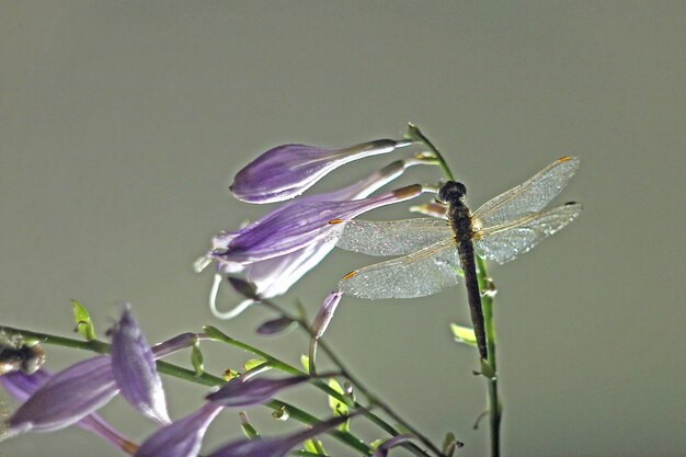 Una gran libélula se asienta sobre flores lilas sobre un fondo claro