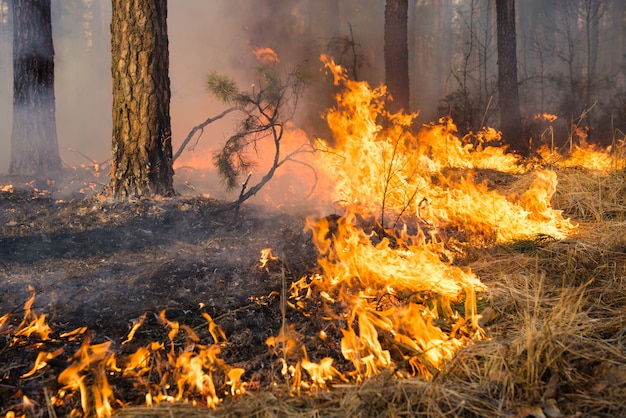 Gran llama en incendio forestal