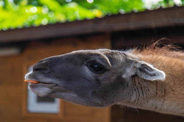 Gran llama en el zoológico Enfoque selectivo