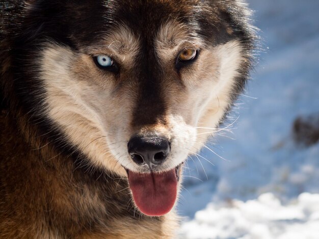 Gran lobo en cautiverio.