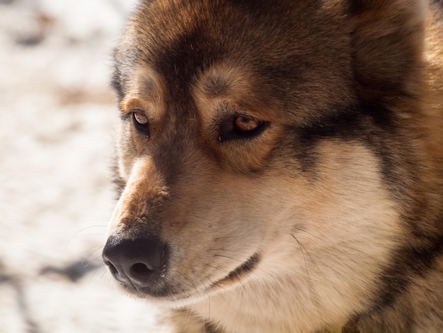 Gran lobo en cautiverio.