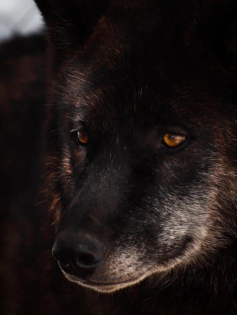 Gran lobo en cautiverio.