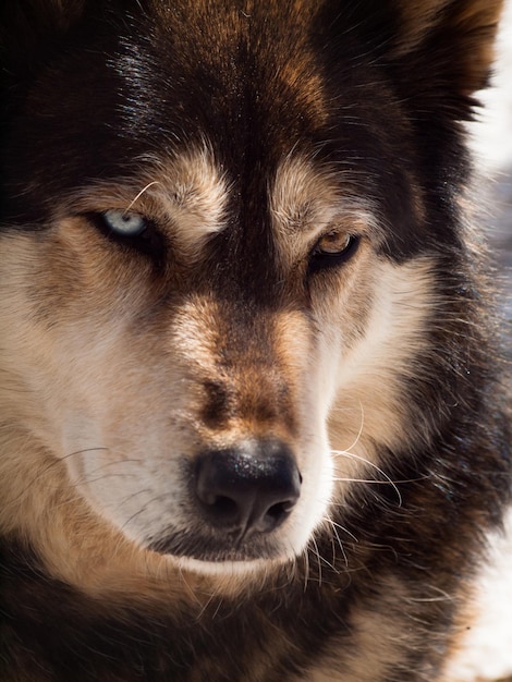 Gran lobo en cautiverio.