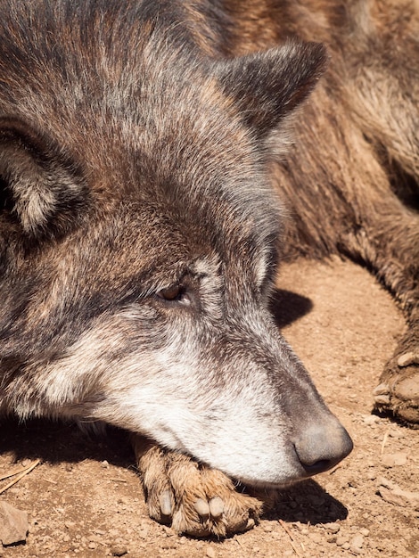 Gran lobo en cautiverio.