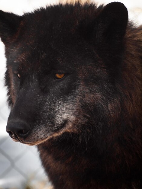 Gran lobo en cautiverio.