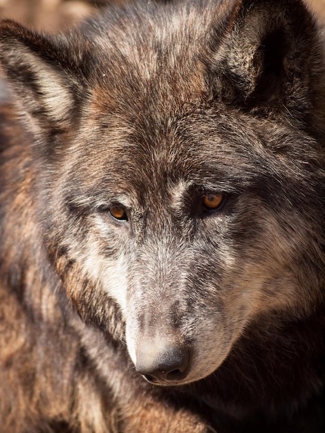 Gran lobo en cautiverio.