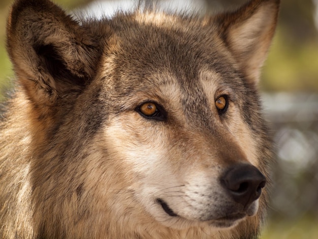 Gran lobo en cautiverio.