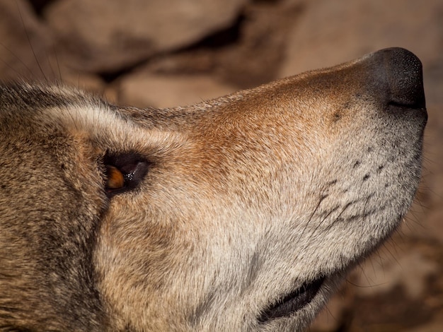 Gran lobo en cautiverio.