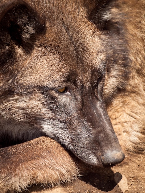 Gran lobo en cautiverio.