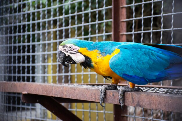 Un gran loro guacamayo azul amarillo brillante se sienta en una barra de metal desde atrás, puedes ver el enrejado de la jaula