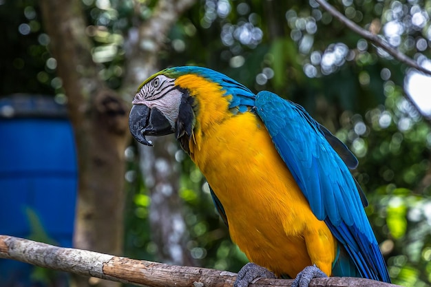 Un gran loro guacamayo multicolor se sienta en una rama