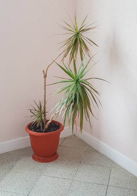 Foto una gran maceta marrón con una flor de dracaena tropical se encuentra en la esquina de una sala de estar o espacio de oficina, marco vertical