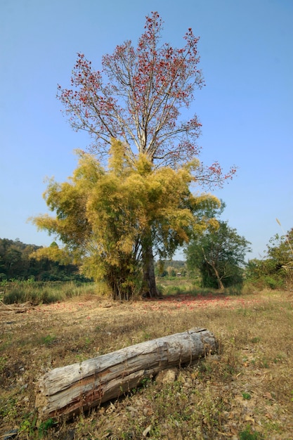 La gran madera está en la hierba.