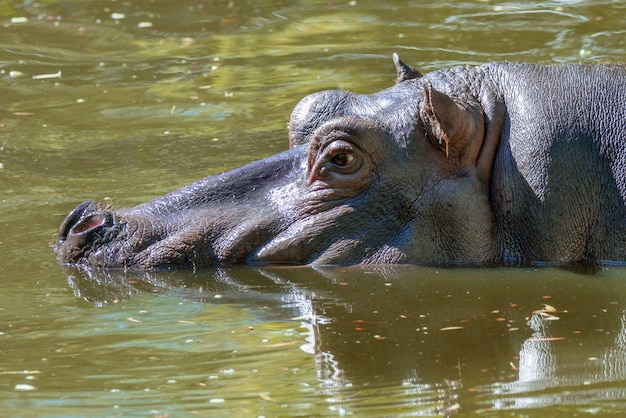 Gran mamífero de un hipopótamo animal salvaje en el agua