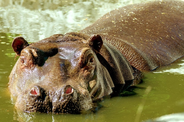 Gran mamífero de un hipopótamo animal salvaje en el agua