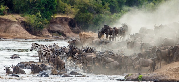 Gran manada de ñus se trata del río Mara. Gran migración. Kenia. Tanzania. Parque Nacional de Masai Mara.