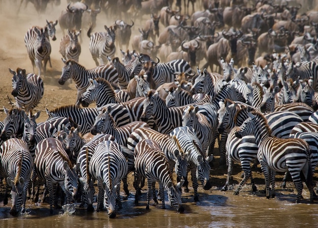 Gran manada de ñus se trata del río Mara. Gran migración. Kenia. Tanzania. Parque Nacional de Masai Mara.