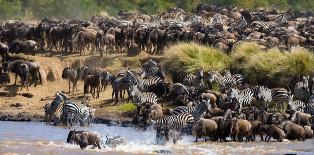 Gran manada de ñus se trata del río Mara