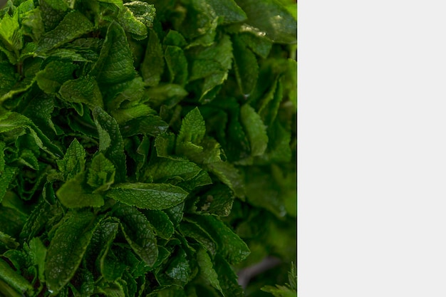 Gran manojo de hojas de menta fresca Especias aromáticas para el té y la comida Espacio para texto sobre un fondo gris claro Primer plano